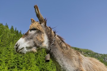 Funny brown donkey portrait