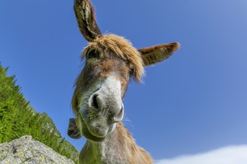 Donkey with big ears against blue sky 