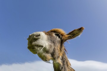 Donkey head against blue sky with clouds