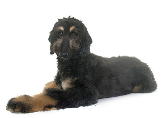 puppy afghan hound