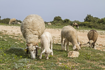 Schafe in Istrien
