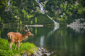 deer stag looking while on the egde of apline lake