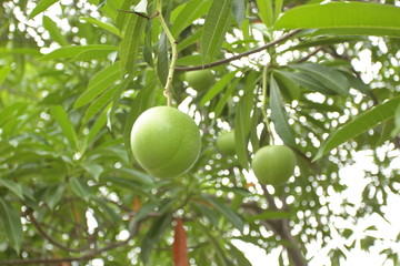 Pong pong or Suicide tree (Cerbera odollam Gaertn) fruit on the tree, fruit look like Easter egg