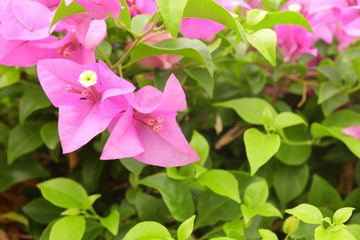 Pink Bougainvillea or Paper flower close up