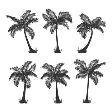 Exotic tropical coconut palm trees silhouette set, isolated on white background. Vector illustration