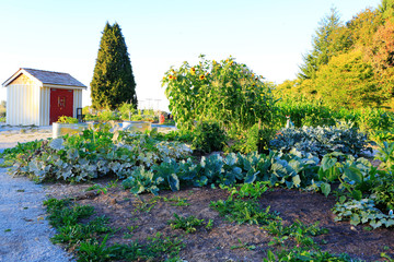 Fototapeta na wymiar Home vegetable garden at the back yard