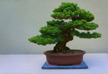 Bonsai pine tree against a white wall.