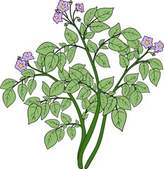 Potato plant
