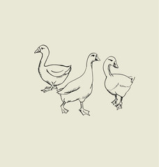 Fototapeta na wymiar goose flock image. food hand drawn sketch vector illustration.