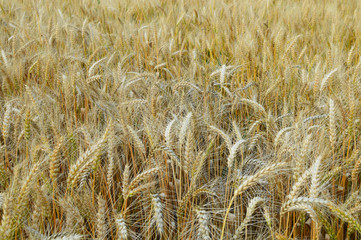 Selective focus closeup detail of golden wheat field