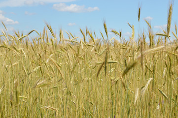 Selective focus closeup detail of golden wheat field in a sunny day with blue sky