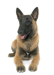 young belgian shepherd