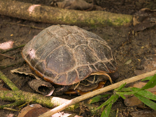 land turtles sleep on ground near stream