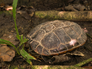 land turtles sleep on ground near stream