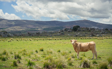 Cows and bulls on pasture, lush green grass