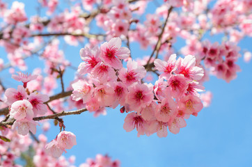 Fototapeta na wymiar Full bloom japanese pink sakura and blue sky in chiang mai thailand