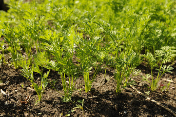 Всходы моркови растут на садовой грядке 

Seedlings grow carrots on a bed of garden
