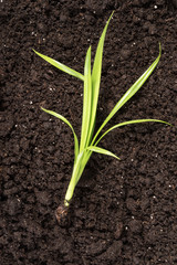 Sprout on the ground