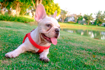 French Bulldog in town