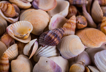 Sea Shells Seashells! - variety of sea shells from beach - panor