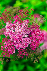 spiraea japonica