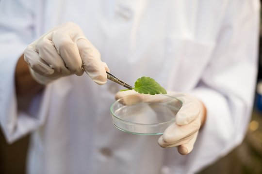 Scientist Holding Leaf With Tweezers