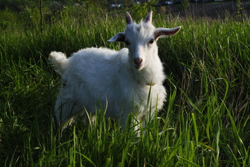 Goatling. Goat