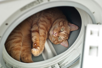 Funny cat in a dryer machine.