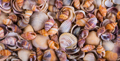 Sea Shells Seashells! - variety of sea shells from beach - panor