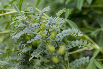 Chickpeaks on the branch plant