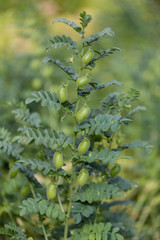 Chickpeaks on the branch plant
