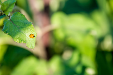Marienkäfer genießt den super Ausblick vom Blatt