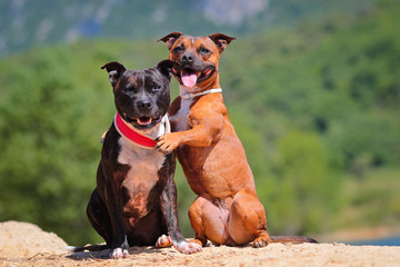 staffordshire bull terrier hugging