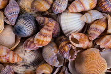 Shells of many types and sizes are found on our shelling beaches