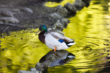 Duck reflected in water