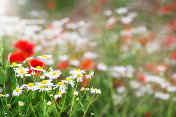 Kamille, Mohn, Sommerwiese