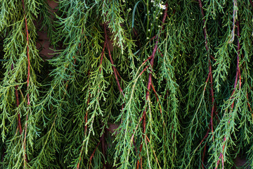 Fresh pine needles background