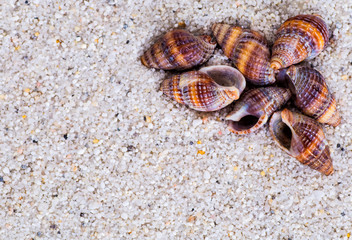 Sea shells on sand. Summer beach background. Top view