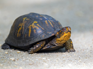 Box Turtle crossing road