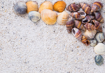 Sea shells on sand. Summer beach background. Top view