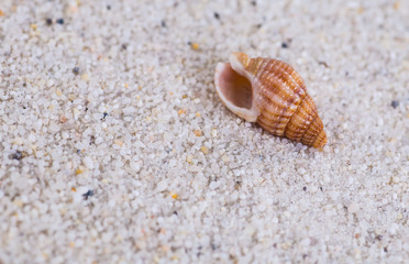 Sea shells on sand. Summer beach background. Top view