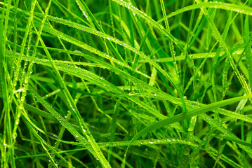 Fototapeta na wymiar Grass with drop