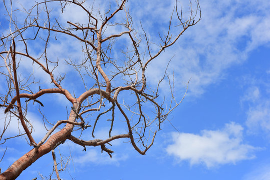 Tree branches on blue sky with cloud background