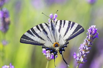 Swallowtail Butterfly.