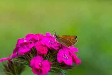 Beautiful butterfly sitting on flower.