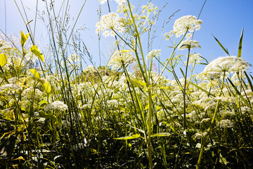 plant wild carrot