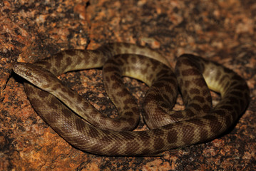 Antaresia stimsoni is a python found in Australia. The snake is named Stimson's python in honour of...
