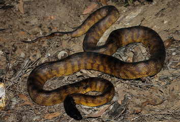 Aspidites melanocephalus, commonly known as the black-headed python, is a species of snake in the family Pythonidae. The species is native to Australia. No subspecies are currently recognized.