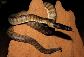 Aspidites melanocephalus, commonly known as the black-headed python, is a species of snake in the family Pythonidae. The species is native to Australia. No subspecies are currently recognized.