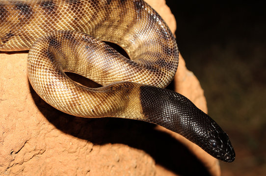 Aspidites melanocephalus, commonly known as the black-headed python, is a species of snake in the family Pythonidae. The species is native to Australia. No subspecies are currently recognized.